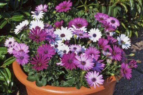 南非万寿菊怎么修剪