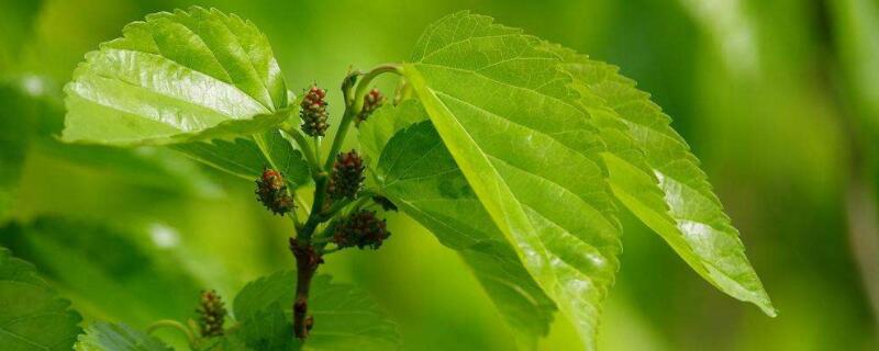 桑叶是桑椹树的叶子吗（中药的桑叶是桑椹树的叶子吗）