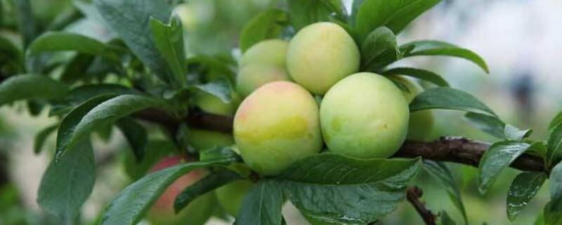 李子树怎么修枝丫 李子树修枝怎么修