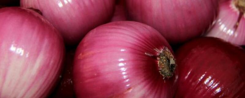 洋葱几月份育苗移栽（洋葱啥时候育苗啥时候种植）