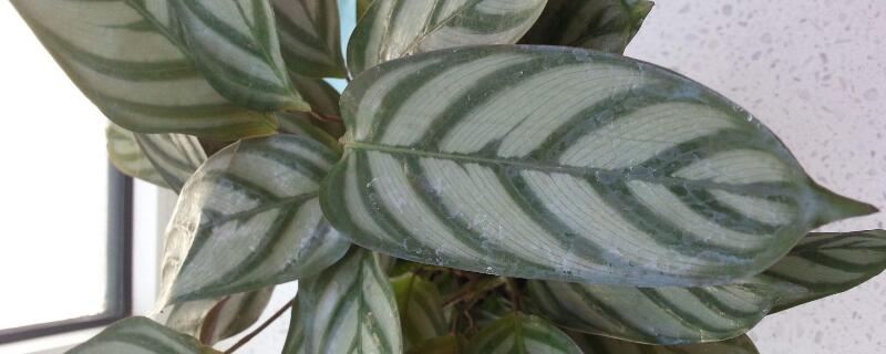 红羽竹芋怎么浇水(飞羽竹芋如何浇水)