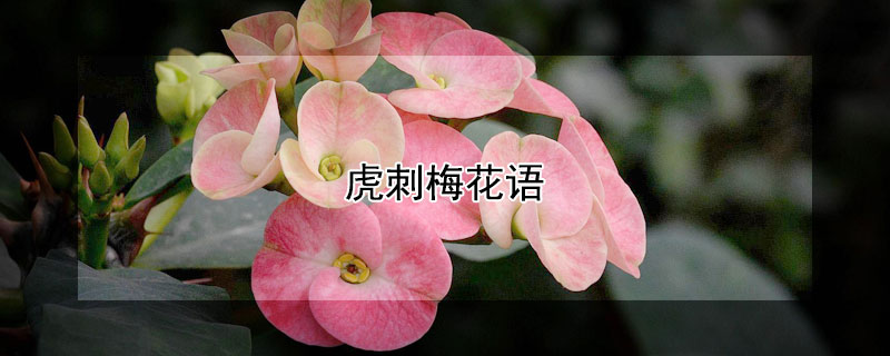 虎刺梅花语（虎刺梅花语早五晚九）