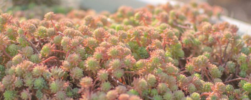 薄雪万年草怎么变色（薄雪万年草变黄）