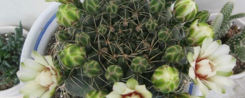 绯花玉不长小球原因 绯花玉长小球吗