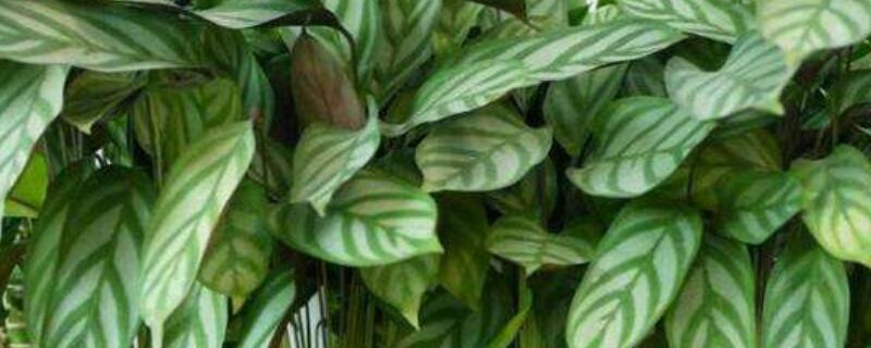 孔雀竹芋叶子向下耷拉 孔雀竹芋白天叶子耷拉,晚上立起来