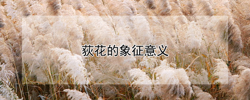 荻花的象征意义 荻花的花语和象征意义