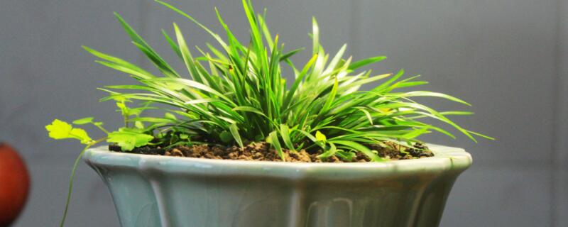 菖蒲用无孔盆怎么养 种菖蒲的盆可以没孔吗
