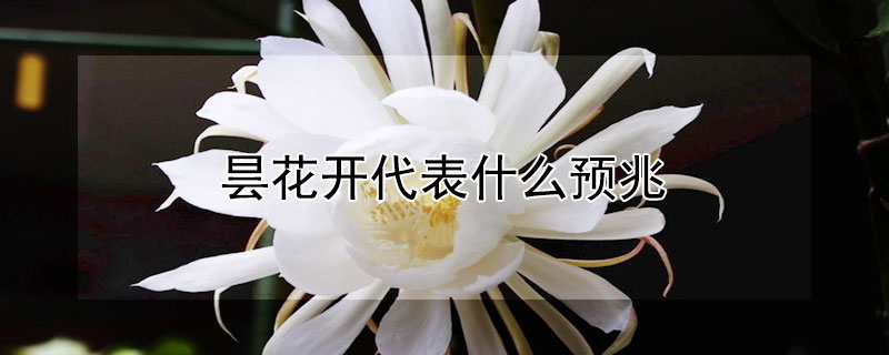昙花开代表什么预兆 昙花开有什么预兆