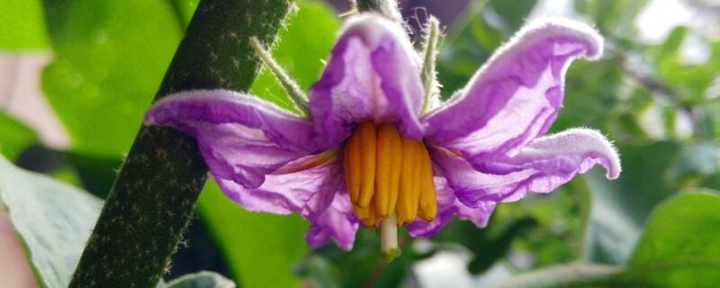 茄子只开花不结果是什么原因 茄子开不开花