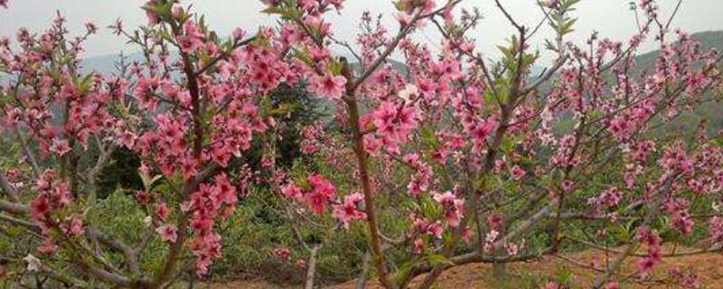 第一年桃树怎么留主干（桃树定干后怎样留侧枝）