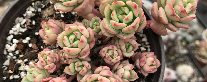 红化妆多肉怎么养护 红化妆多肉怎么浇水