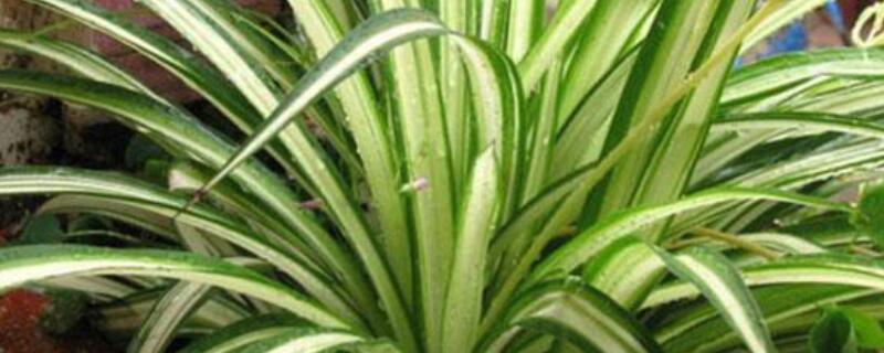 银心吊兰有毒吗 金心吊兰有毒吗?