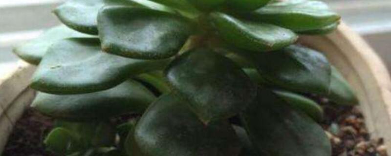 蒂亚徒长是什么样子（蒂亚长了好多须）