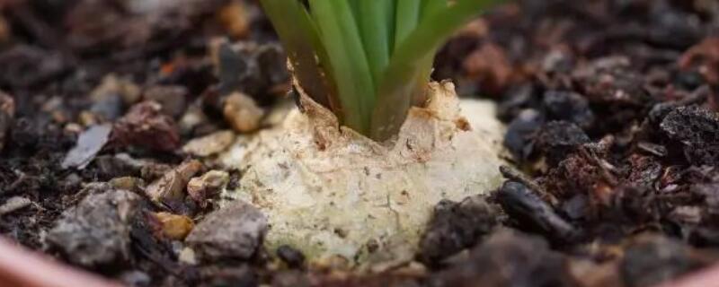 鳞茎是指哪个部位 水仙花鳞茎是指哪个部位