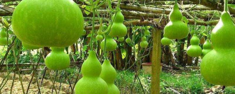 葫芦的育苗方法 葫芦育苗技术