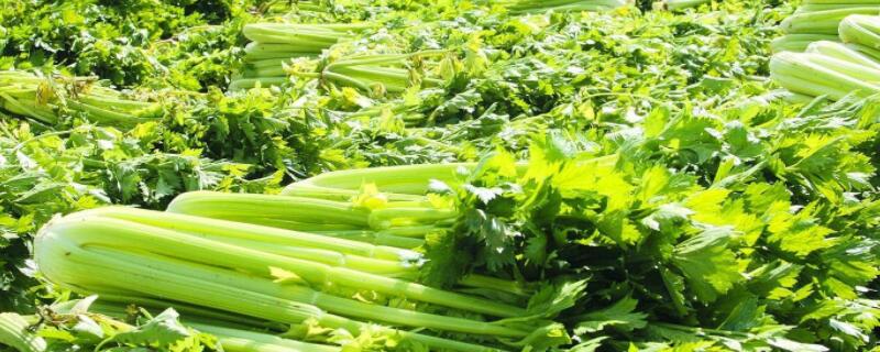 4月种什么菜 南方4月种什么菜