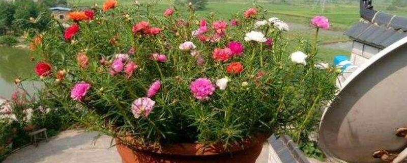 宿根太阳花越冬修剪 宿根太阳花越冬方法