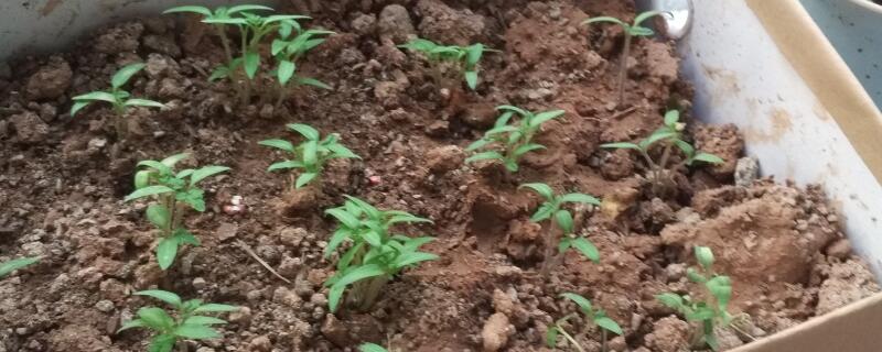 种种子的步骤（种种子的步骤怎么写）