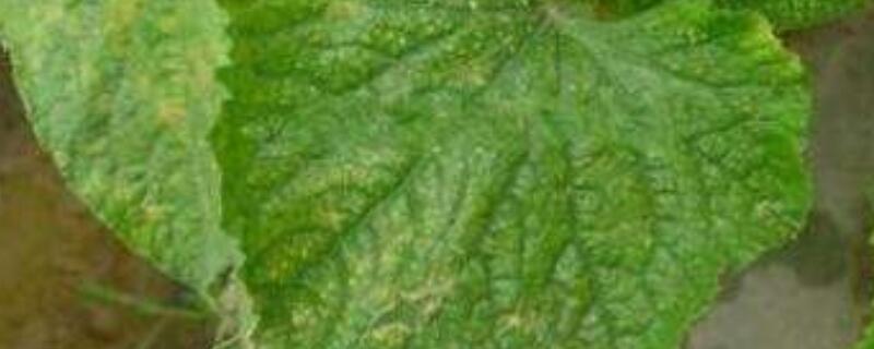 黄瓜叶子上有白斑 阳台黄瓜叶子上有白斑