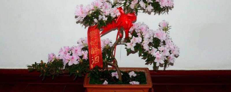 映山红怎么修剪造型 映山红剪枝修理造型