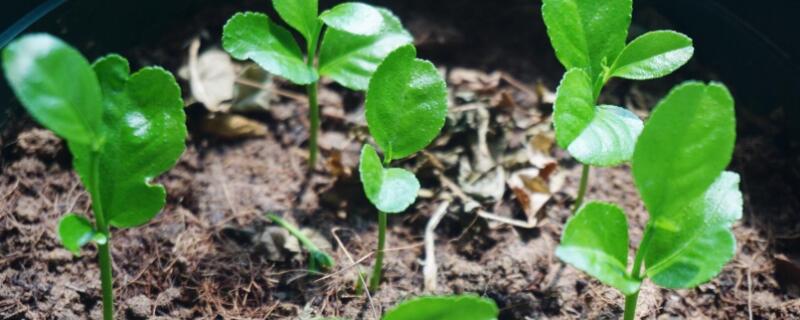 用柠檬籽种几年能结果（柠檬籽多久可以发芽）