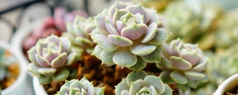 多肉长白点是什么 多肉长白点点