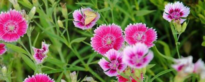 石竹花种子育苗法 石竹的种子怎么育苗