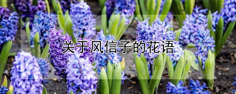 关于风信子的花语(风信子 的花语)