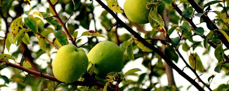 盆栽木瓜树怎么养（盆栽木瓜树的种植方法）