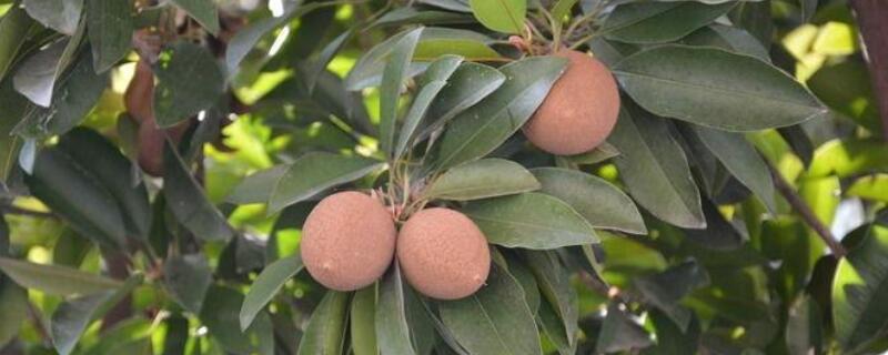 人心果扦插技术 人心果扦插技术视频