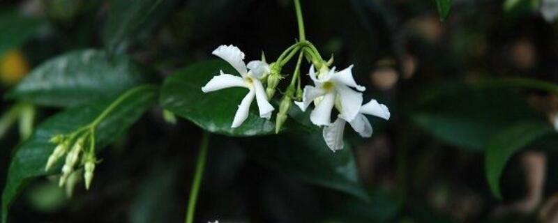 盘龙香怎样扦插（盘龙香的繁殖方法）