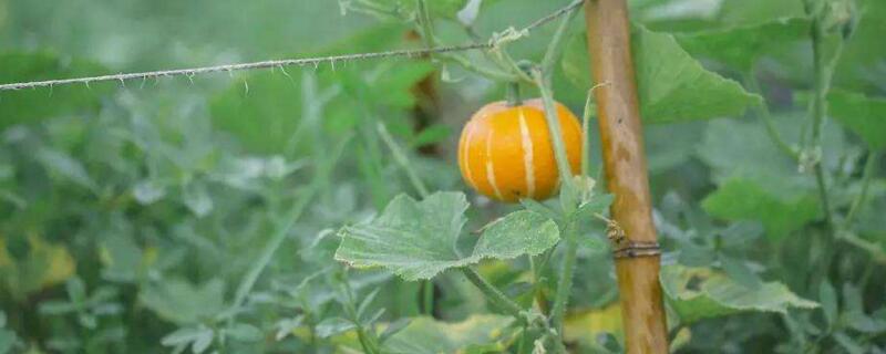 南瓜如何打顶 南瓜如何打顶,摘心