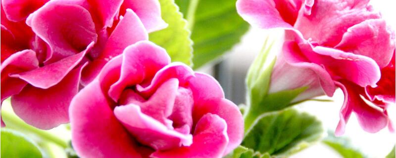 大岩桐叶插要沾一下生根粉吗 大岩桐叶片扦插步骤