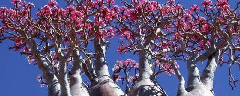 沙漠玫瑰叶子发黄是怎么回事 沙漠玫瑰叶子发黄是怎么回事山东