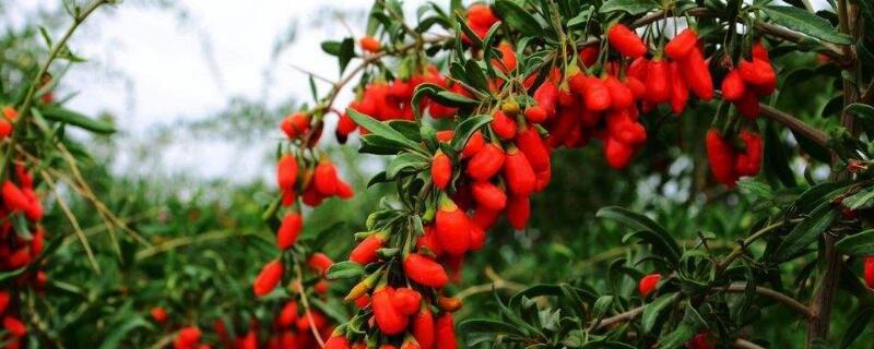 枸杞扦插繁殖方法（枸杞扦插繁殖方法时间）