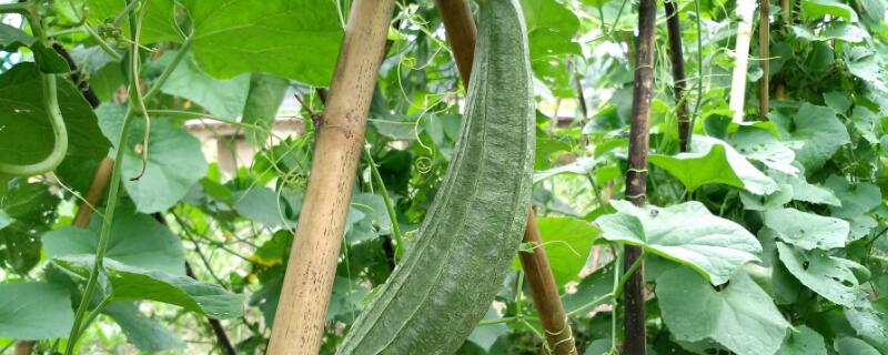 丝瓜种子怎么催芽 丝瓜种子怎么催芽视频