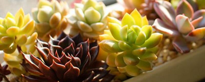营养土可以种多肉吗（羊粪营养土可以种多肉吗）