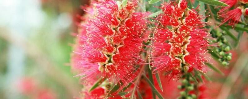 红千层怎么种植（千层红树怎么种植）