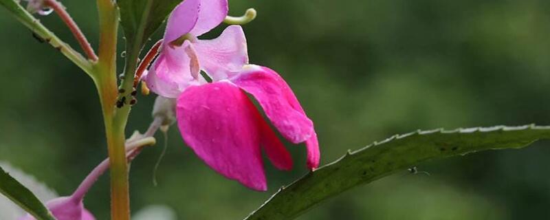 凤仙花的生长需要哪些条件（凤仙花的生长过程中需要什么条件）