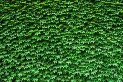 如何解决爬山虎招蛇