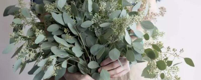 尤加利叶可以放卧室吗（尤加利叶可以放房间吗）