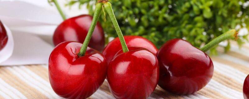 四川的樱桃什么时候成熟（四川樱桃的成熟期是什么时候）