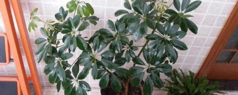 鸭掌木可以晒太阳吗（鸭掌木喜欢晒太阳吗耐寒吗）