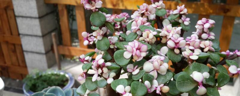 金枝玉叶怎么养 金枝玉叶怎么养才能更旺盛