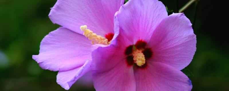 木槿花为什么老掉叶子 木槿花为什么叶子都掉了