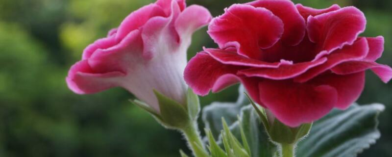 大岩桐水培的养殖方法（大岩桐繁殖水培好还是土培植好?）