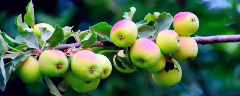 苹果树怎么剪枝 苹果树怎么剪枝图解