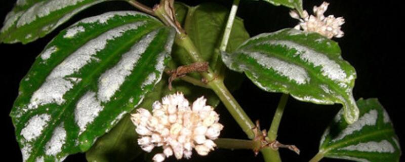 皱叶冷水花叶子耷拉了（皱叶冷水花叶子变干）