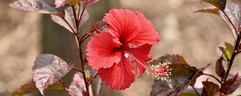 扶桑花什么时候修剪 扶桑花几月份修剪比较合适