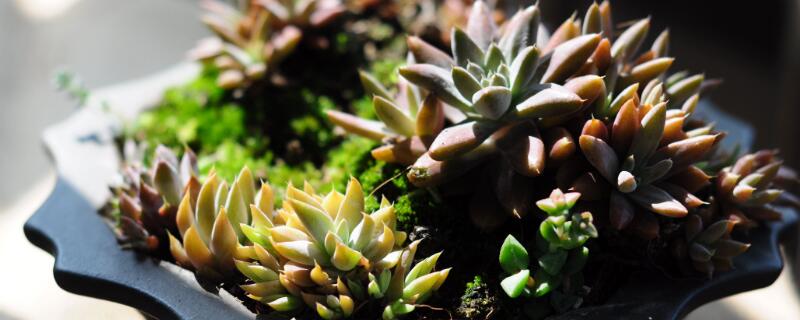 多肉开花要不要剪掉（法师多肉开花要不要剪掉）